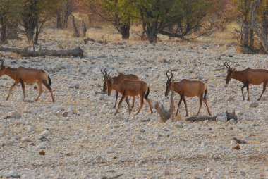 Namibya bozkırında vahşi bir antilop.