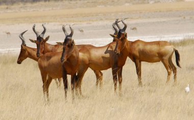Namibya, Güney Afrika 'da bir zebra sürüsü.