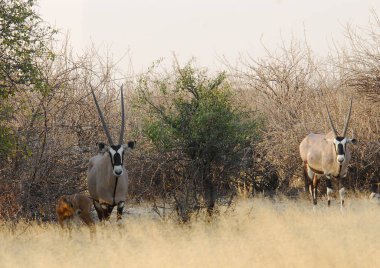Savanadaki bir grup ceylan