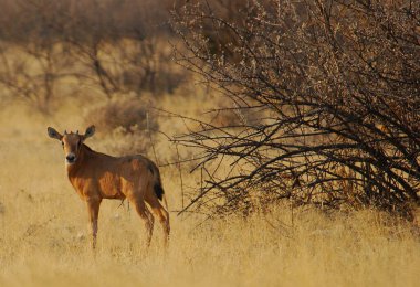 Kenya bozkırında geyik
