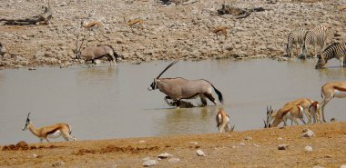 Afrikalı zebralar Kenya 'daki Afrika savanasında