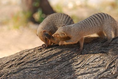 mirket, suricata suricata, yetişkin, suricata, suricate, suricate, namibia, afrika,