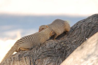Doğadaki sincaba yakından bakın.