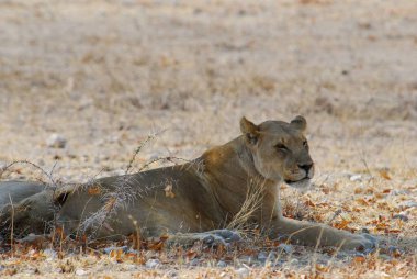 Kenya savanındaki aslan