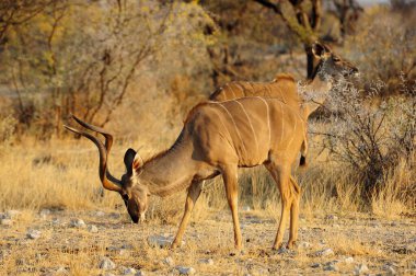 Bir erkek ve dişi antilop bozkırda