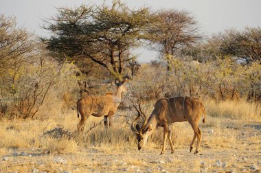 Afrika savanasında zürafa
