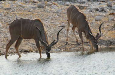 Savanadaki Afrika antilopları