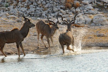 Kenya Ulusal Parkı 'ndaki Afrikalı Kuantler..