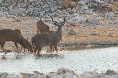 Vahşi doğa koruma alanında bir grup Afrikalı vahşi hayvan.