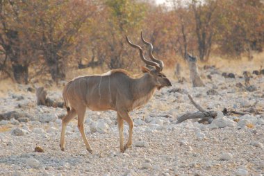 Çölde güzel bir geyik resmi.