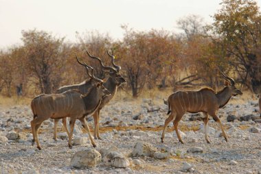 Bir grup vahşi geyik Afrika savanındaki savanada.