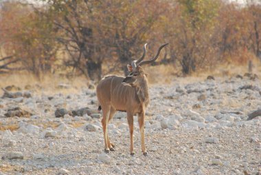 Kenya savanındaki Afrika antilobu.