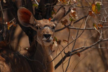 Parkta güzel bir geyik