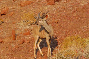Çölün ortasında vahşi bir geyiğin güzel bir fotoğrafı.