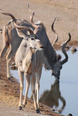 Afrika hayvanları: beher, içme suyu, içme suyu