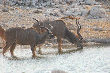 Boğa sudan su içiyor.