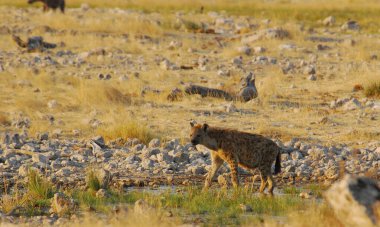 Afrikalı vahşi hayvanlar, vahşi yaşam