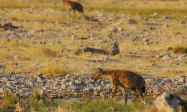 Afrika bozkırında vahşi kızıl tilki