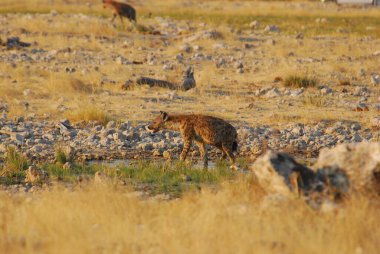 Yaban domuzu vahşi doğada