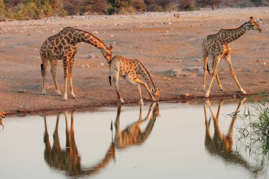 Namibya 'daki Etoşa safari parkındaki su birikintisinde zürafa.