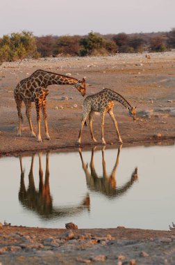 Etoşa Ulusal Parkı, Namibya 'daki su birikintisindeki delikten su içen zürafa.