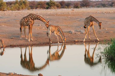 Güzel Afrikalı vahşi yaşam resimleri