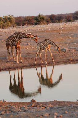 Etoşa namibya 'daki su birikintisinde zürafa.