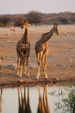 Zürafa su birikintisinde su içiyor.