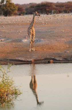 Güzel Afrikalı vahşi yaşam resimleri