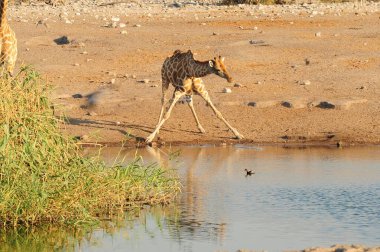 Afrika zürafası Namibya 'daki Etoşa Ulusal Parkı' nda