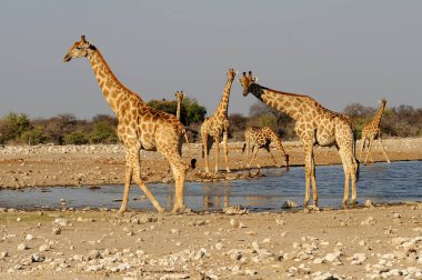 Savanadaki zürafalar, namibya, Afrika