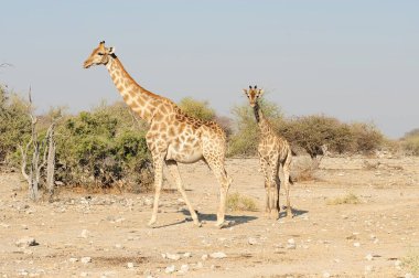 Etoşa Ulusal Parkı 'nda Afrika zürafaları