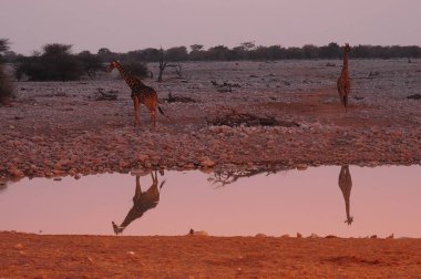 Afrika zürafası, zürafa cameloparis, Etoşa Ulusal Park Namibya, Afrika 'da.