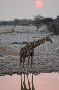 Afrika savanındaki zürafa