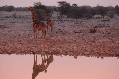Gün batımında zürafa su birikintisinde