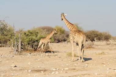 Zürafalar, zürafalar camelopardalis, namibya