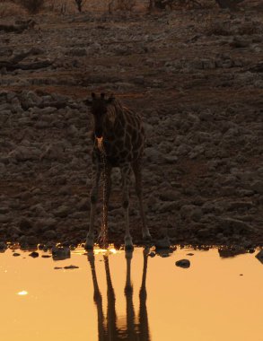 Zürafa suda yürüyor.