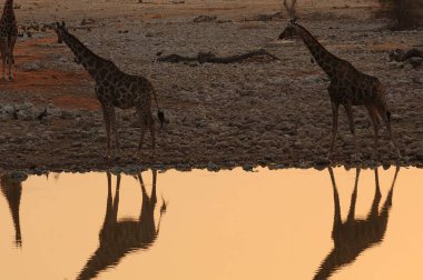 Namibya Savannah zürafa