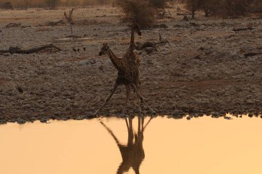 Su birikintisindeki zürafalar, Etoşa Ulusal Parkı, Namibya, Afrika