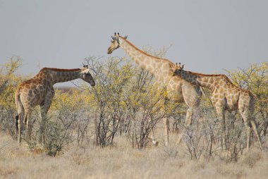 Savanada iki zürafa, Kenya.