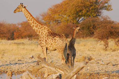 Vahşi Afrika zürafa