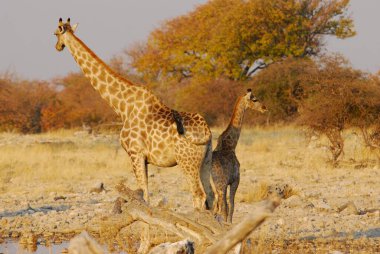giraffe in the savannah of zimbabwe