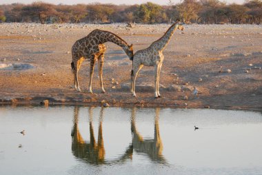 Namibya, Afrika 'da zürafa camelopardalis
