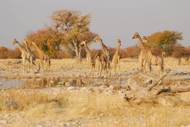 Afrika zürafası Etoşa Ulusal Parkı, Namib