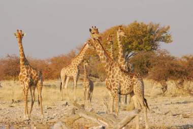 Vahşi doğada zürafa, ulusal doğa rezervi, Afrika