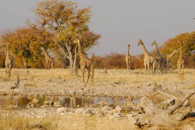 Zürafa, camelopardalus camelus, etosha Ulusal Parkı, Namibya