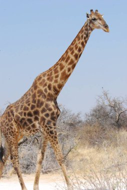 Afrika zürafaları Kruger Ulusal Parkı, Güney Afrika