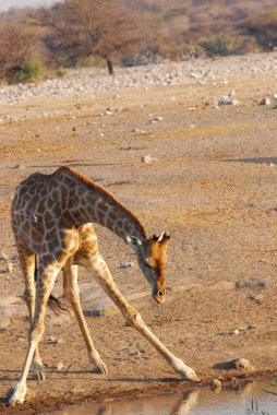 Afrika Namibya 'daki su kuyusunda yürüyen zürafa.