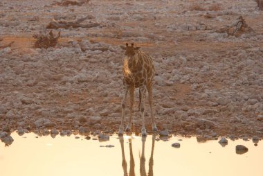 Namibya Afrika 'da zürafa