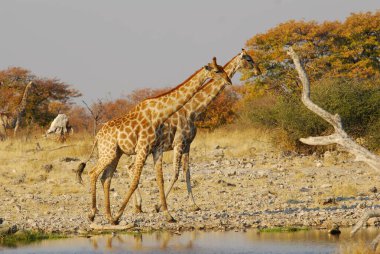 Etoşa 'daki Afrika yaşam alanında zürafa.